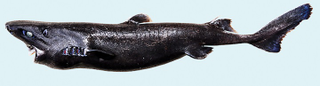 Illustration for article titled Scientists Officially Pronounce the "Ninja Lanternshark" a New Species